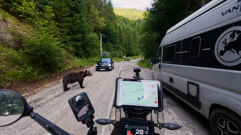 Braunbär auf dem Transfaragasan Pass